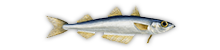 Southern Blue Whiting